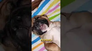 А вы уже слышали, что в новостях говорили?🤯 #recommended #собака #trending #мем