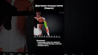 Болит плечо? Эффективный массаж