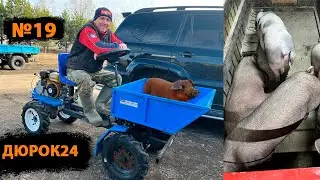 №19 МОЙ ВЫХОД ИЗ ПОЛОЖЕНИЯ,КОГДА СВИНКА В ОХОТЕ,НО НЕ ПОДПУСКАЕТ ХРЯКА!!!