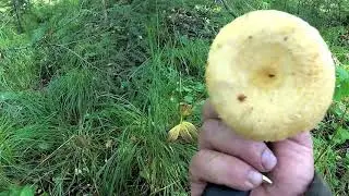 Грибы.Лесная избушка.Лоси на солонце.