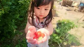 [ENG] RUDA picks the cherries from grandma's garden and eats with grandparents! 🍒