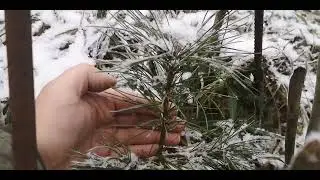 Кедр из орешка. Часть N°16. Наступает зима.