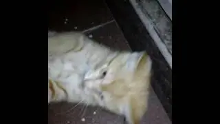 Кот ТИРАН!!!