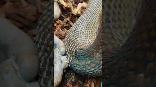 Как часто линяют ваши рептилии? А вы? 🐍 