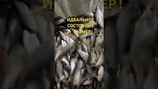 Живец 09.03.24.