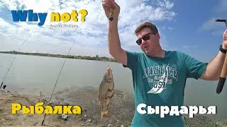ТАШКЕНТ, СЫРДАРЬЯ - РЫБАЛКА на слиянии, где мы только не были, Поймали Нутрию