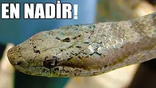 YOU WILL FALL IN LOVE FOR SURE!!, 10 RAREST SNAKES IN THE WORLD (YOU WILL BE SURPRISED)