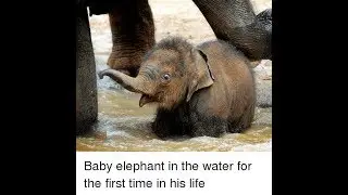 ANY BABY IS A BABY IRRESPECTIVE OF ITS' SPECIES