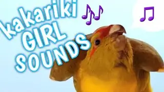 The sound only female kakarikis make 🐥🎶