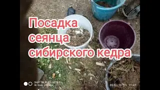 Посадка 1,5 годовалых сеянцев кедра ( сосны сибирской )в контейнеры.
