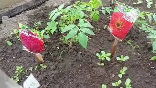ВЛОГ✨Палисадник🌼 Рассада🌼