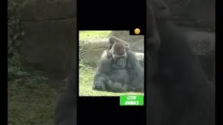 Семья горилл 