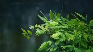 The Rain Sound affects our Psychic!