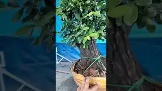150k e cẩm thị LH 0366169369 zalo