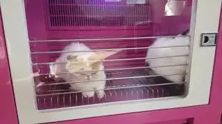 Сушка для кошки.