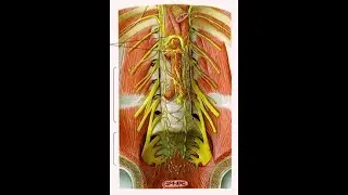 Innervation of thoracic wall & internal organs