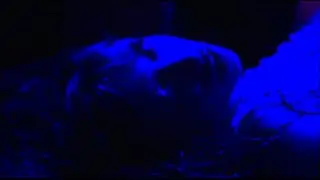 Six Sex - ESA bicha (Prod. Dimelow Pro)
