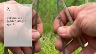 How to String Train Tomatoes (String Trellis)