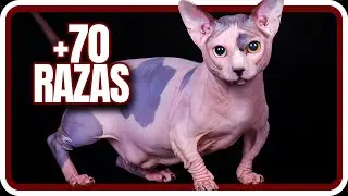 TODAS las razas de GATOS que existen en el MUNDO :O