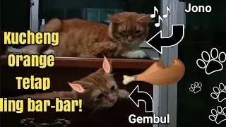 Kucing imut lagi maen sama adiknya || tonton sampai habis kelucuanya!!!