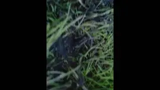 Что за жук такой?