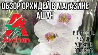 Обзор орхидей в магазине Ашан || «Ашановские» орхидеи || Свежая поставка