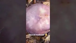 Unusual mushroom