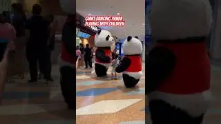 Adorable Pandas😍 #panda #pandamascot #chinesestarrestaurant