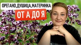 Орегано или душица: всё о выращивании, уходе и использовании.