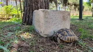 Akıp Giden
