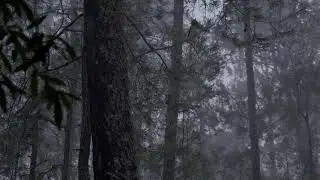 free stock footages | gloomy forest full of trees during a rainy afternoon