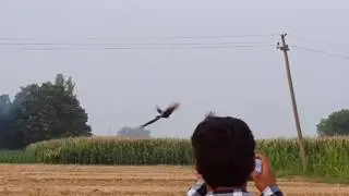 Peacock flying
