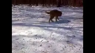 Щенки 02 04 14 261