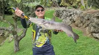 pescaria de espera, pintado, matrinxã, pacu e cachara