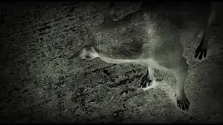 dog barking sounds||dog barking
