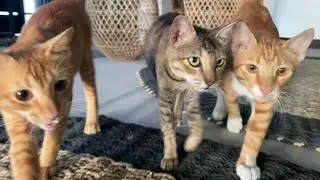 3 Cute Cats