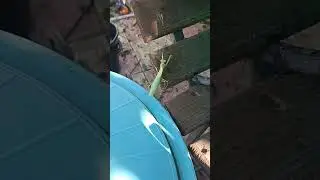 Богомол.