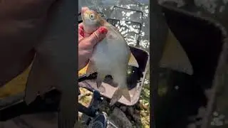 Поймал леща-мутанта с опой как у Ким Кардашьян😂 #рыбалка #fishing