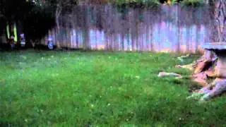 Oklahoma Lightning Bugs