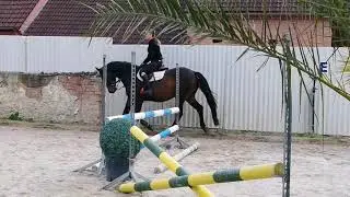 9yo gelding