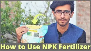 How to Apply NPK Fertilizer to Plants? | What is NPK Fertilizer?