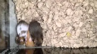Baby hams day 18: Super Fighting Rodents