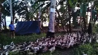 Magandang Hanapbuhay (itik) Duck Farming || Michelle Diaries