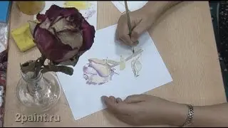 Урок рисования акварелью