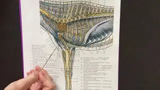 Плечевое сплетение спинномозговых нервов