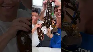 LOBSTER LASAGNA 