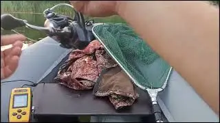 щука! пруд зарос хоть поверху ходи!