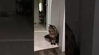 #котохаус
