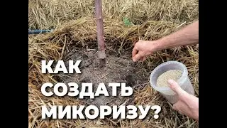 Как спасти деревья от засухи? Часть 1