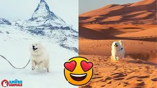 They take their Samoyed on a trip and he goes crazy with joy